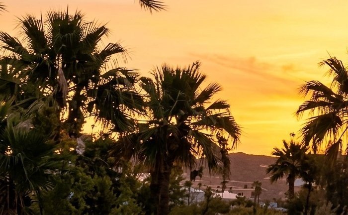 Palm trees at golden hour