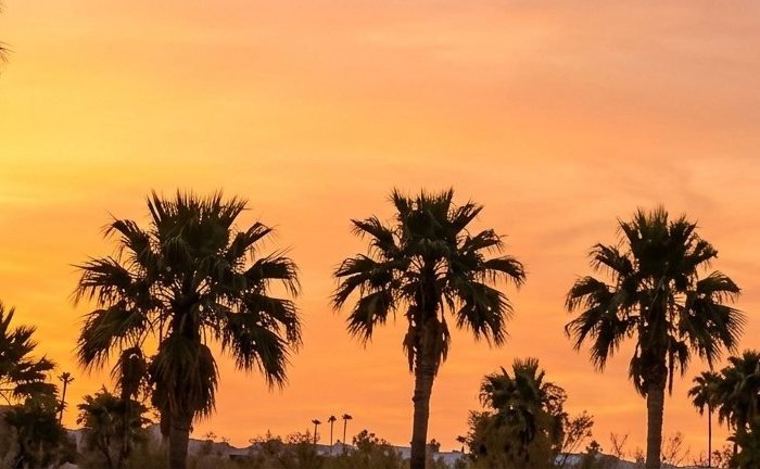 Palm-lined sunset